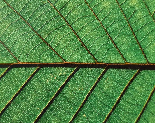 Эко-бренд как знаковая система: создание образа «научной натуральности» в упаковке